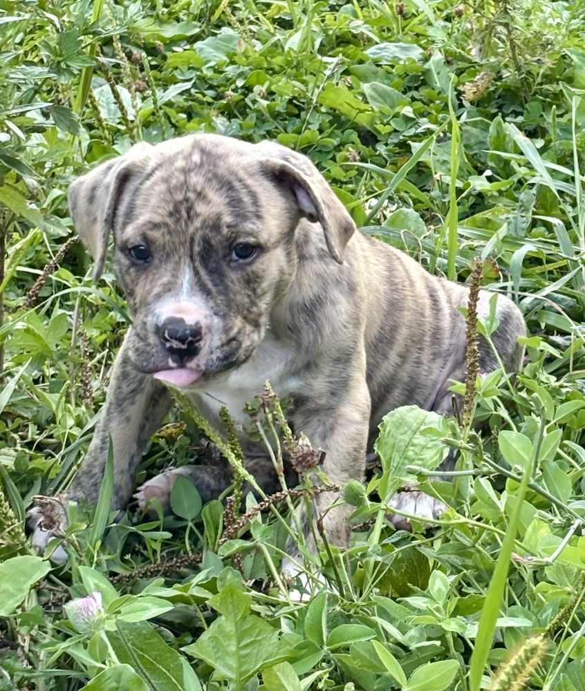 Mousse (Raine's Litter)