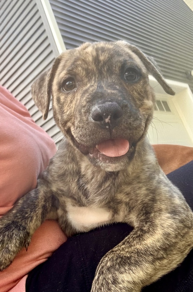 Cookie (Raine's Litter)