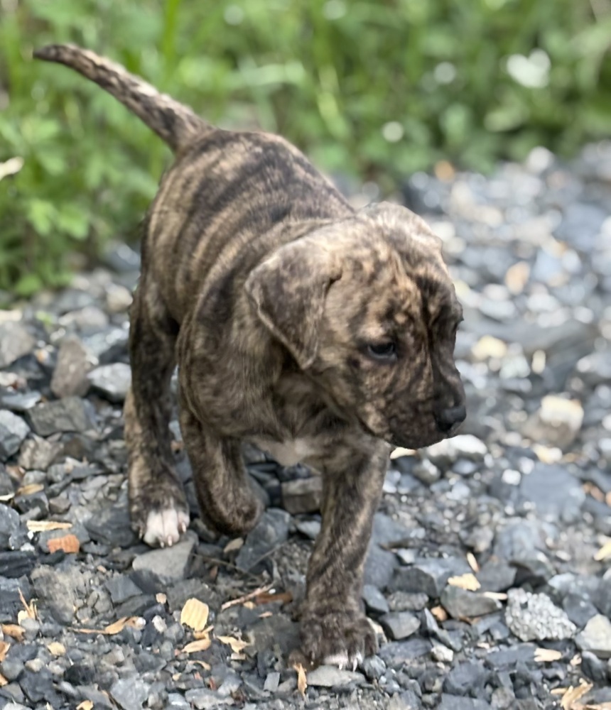 Cookie (Raine's Litter)