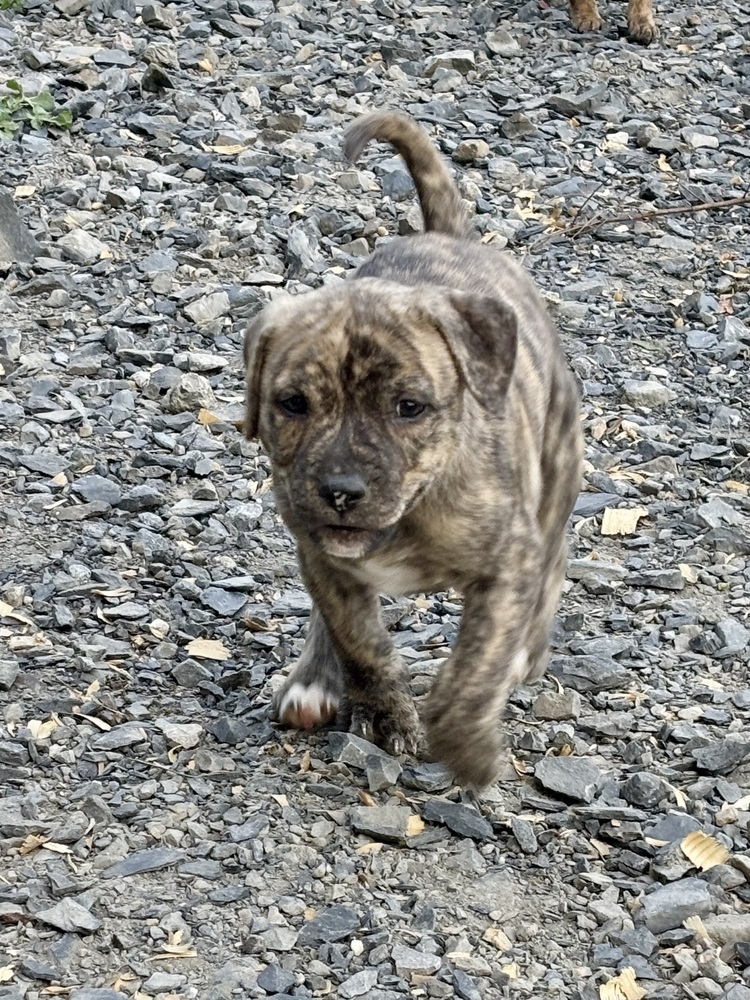 Cookie (Raine's Litter)