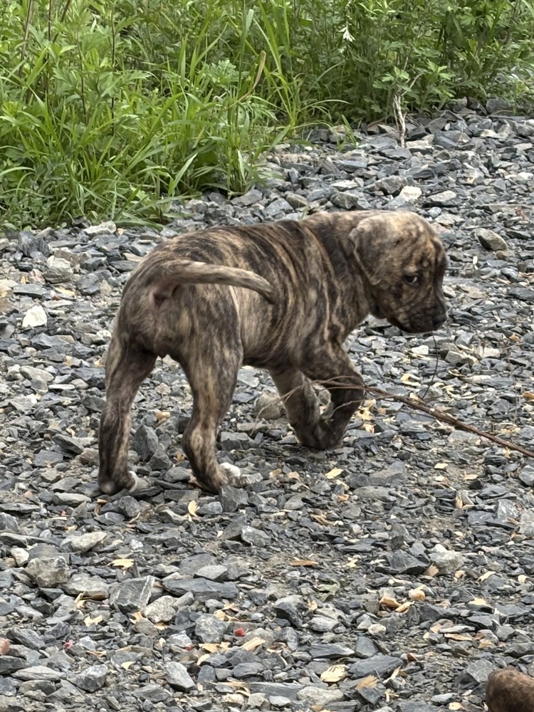 Cookie (Raine's Litter)