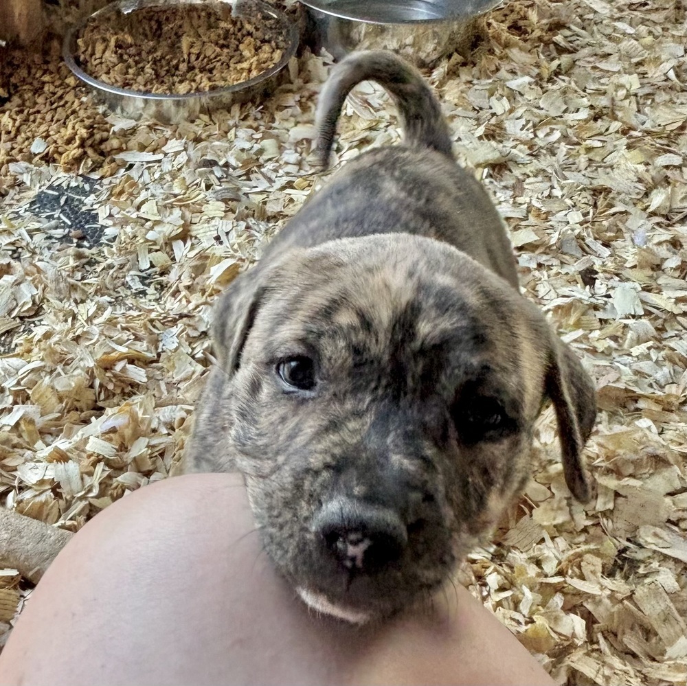 Cookie (Raine's Litter)