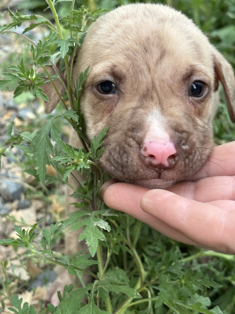 Dulce (Raine's Litter)