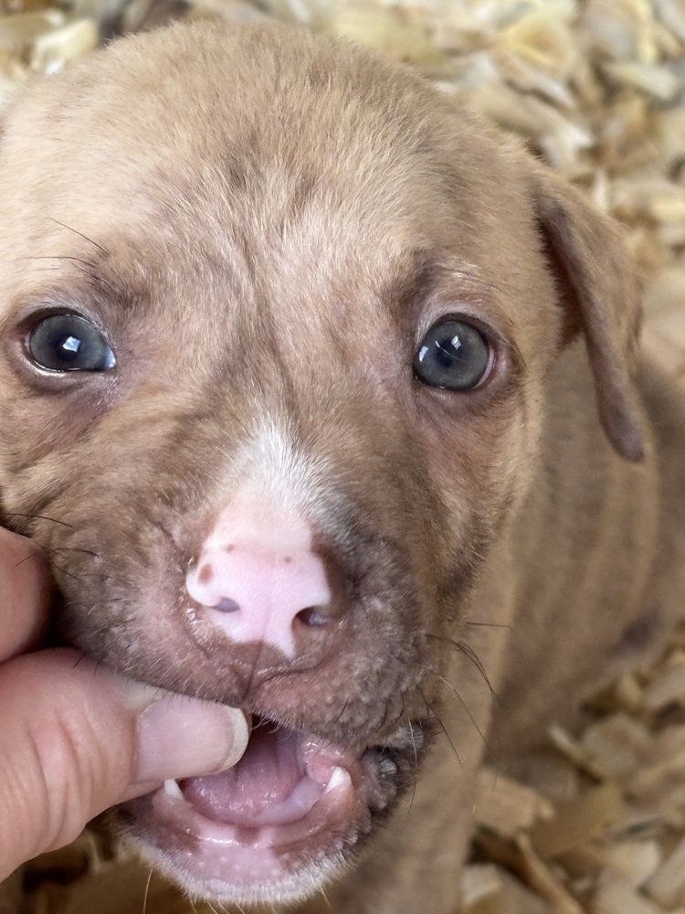 Dulce (Raine's Litter)