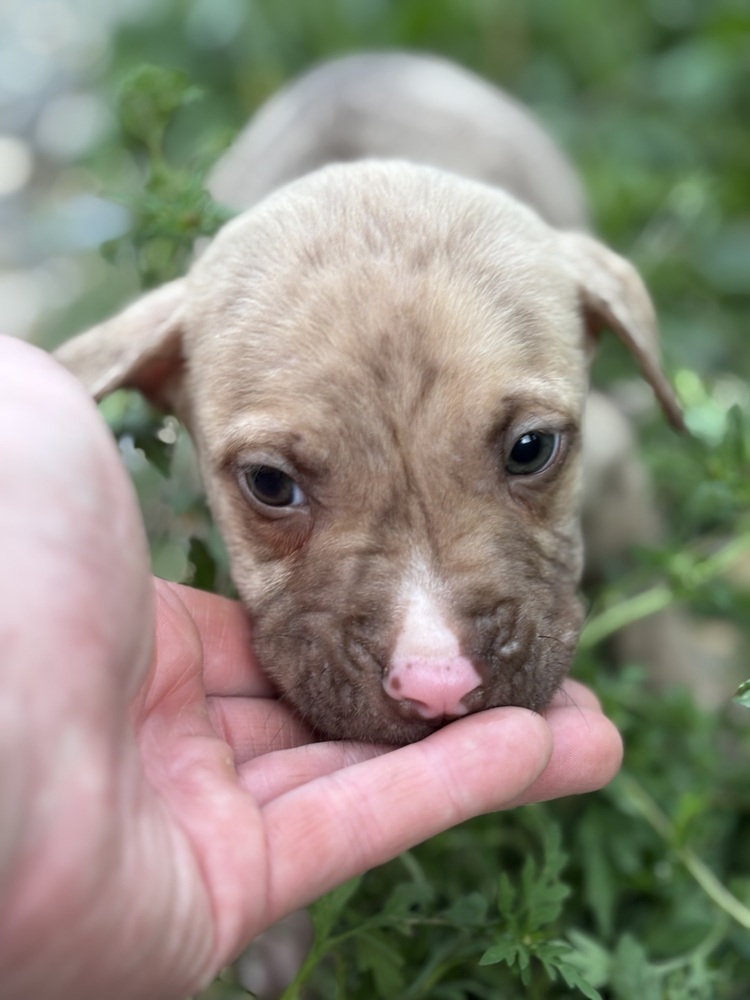 Dulce (Raine's Litter)