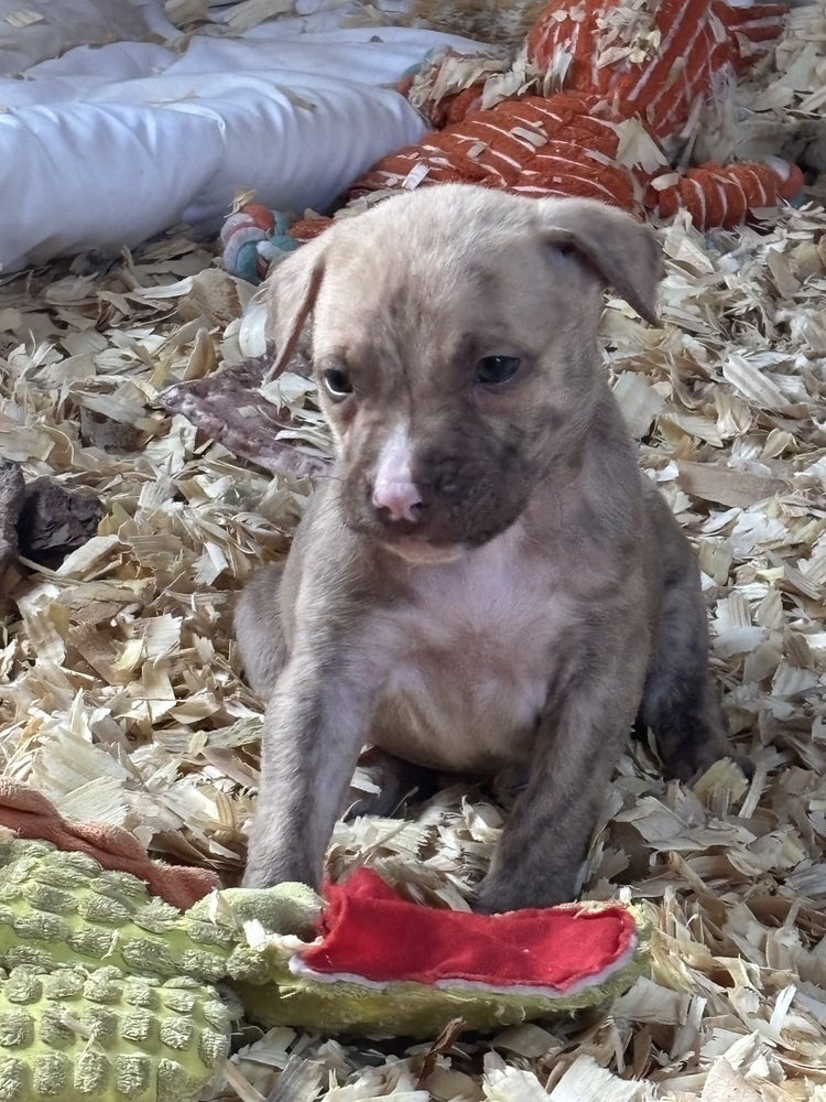 Dulce (Raine's Litter)