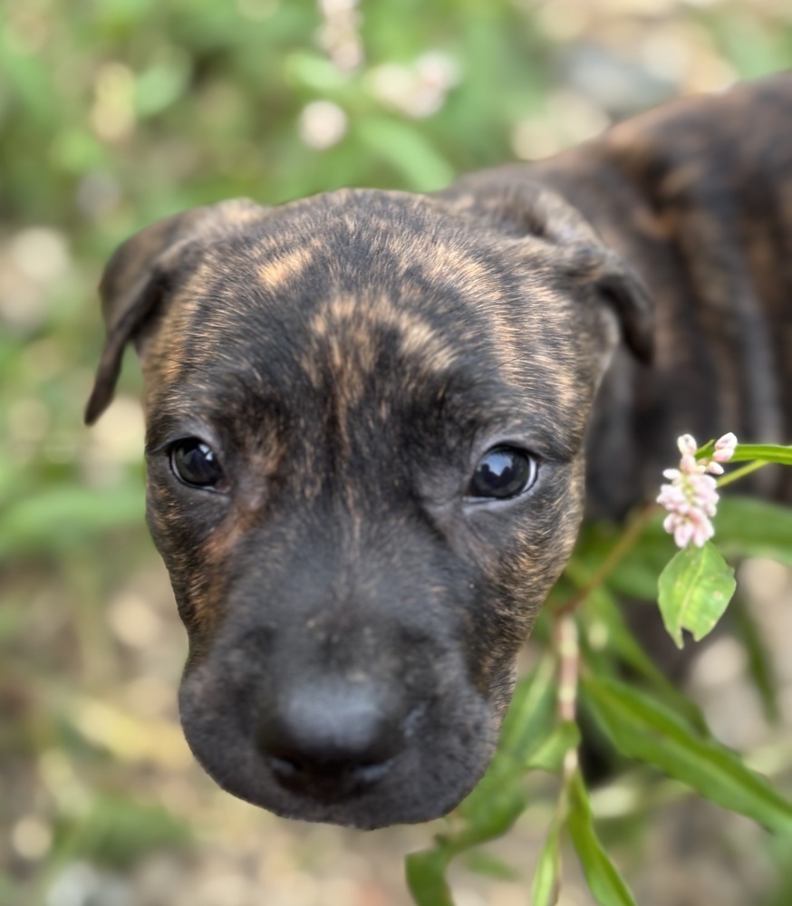 Hershey (Raine's Litter)