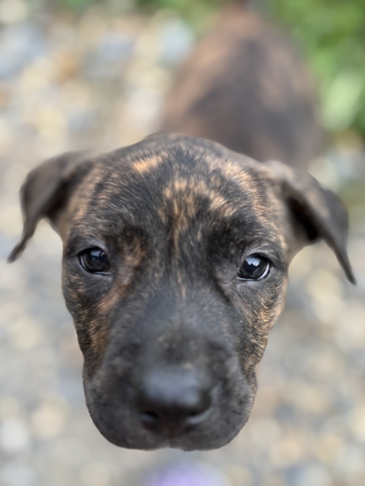 Hershey (Raine's Litter)