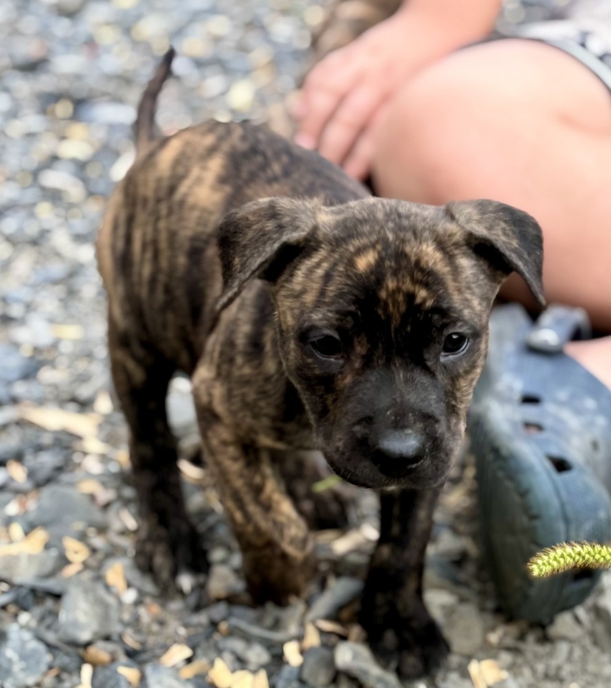 Hershey (Raine's Litter)