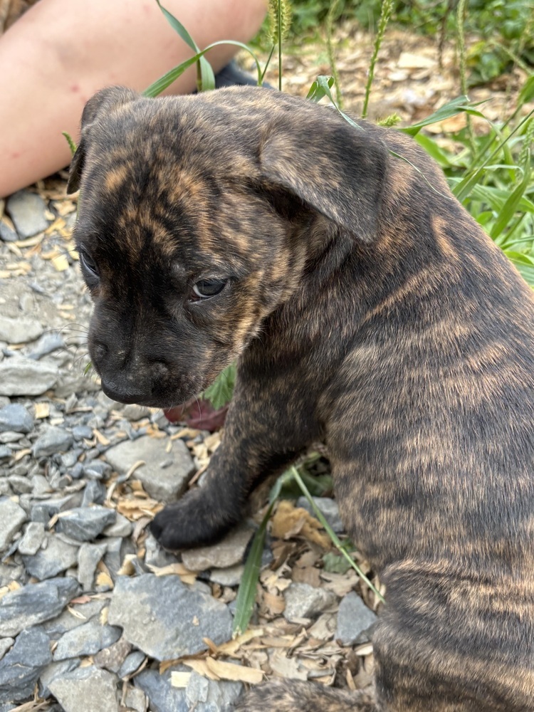 Hershey (Raine's Litter)