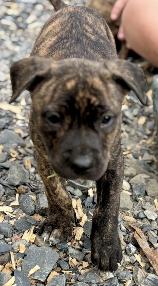 Hershey (Raine's Litter)