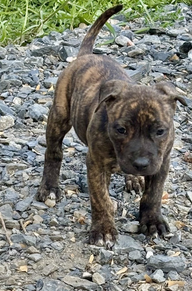 Hershey (Raine's Litter)