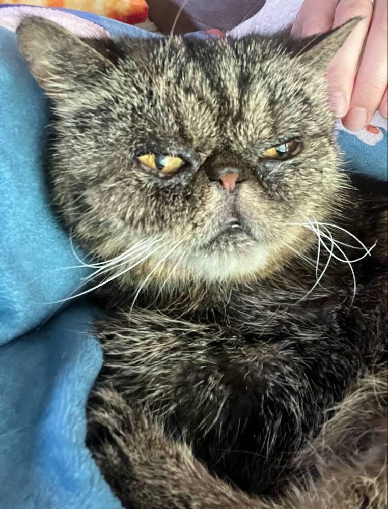 Tabitha, an adoptable Persian in Emporia, KS, 66801 | Photo Image 1