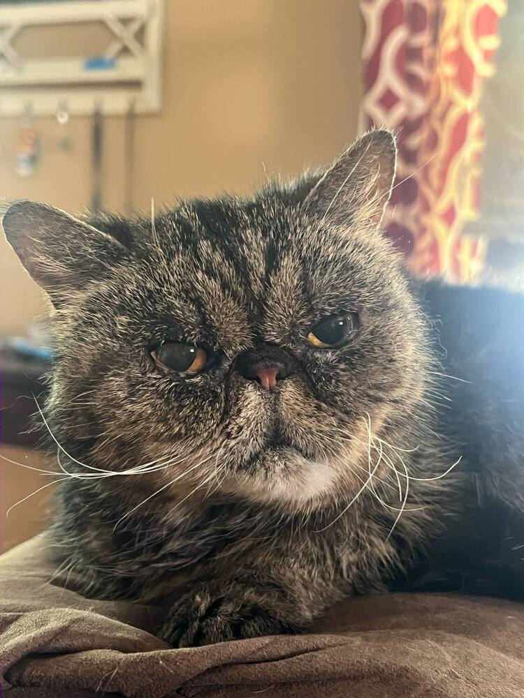 Tabitha, an adoptable Persian in Emporia, KS, 66801 | Photo Image 2