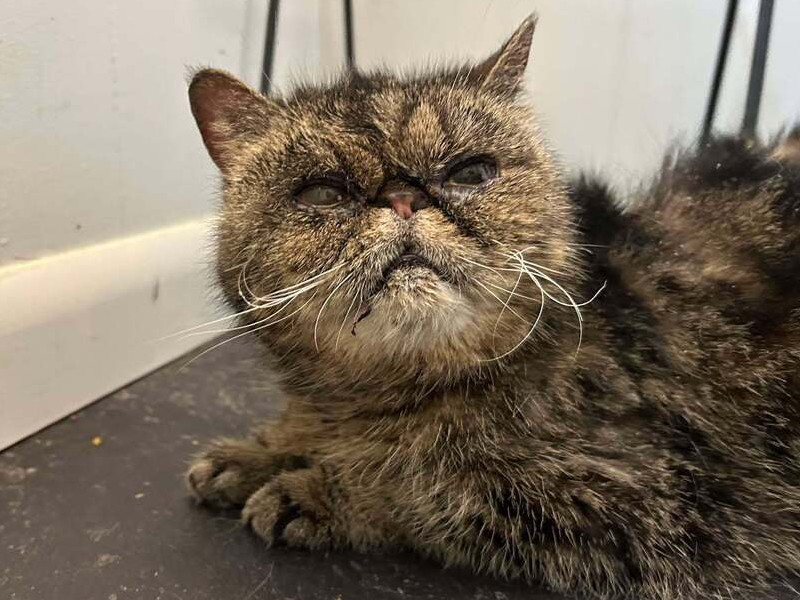 Tabitha, an adoptable Persian in Emporia, KS, 66801 | Photo Image 3