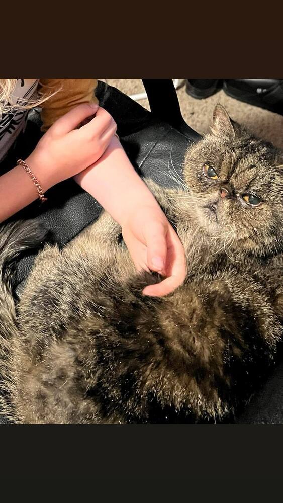 Tabitha, an adoptable Persian in Emporia, KS, 66801 | Photo Image 4