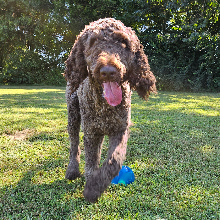 Scooter #6651, an adoptable Goldendoodle in Louisville, KY, 40206 | Photo Image 1