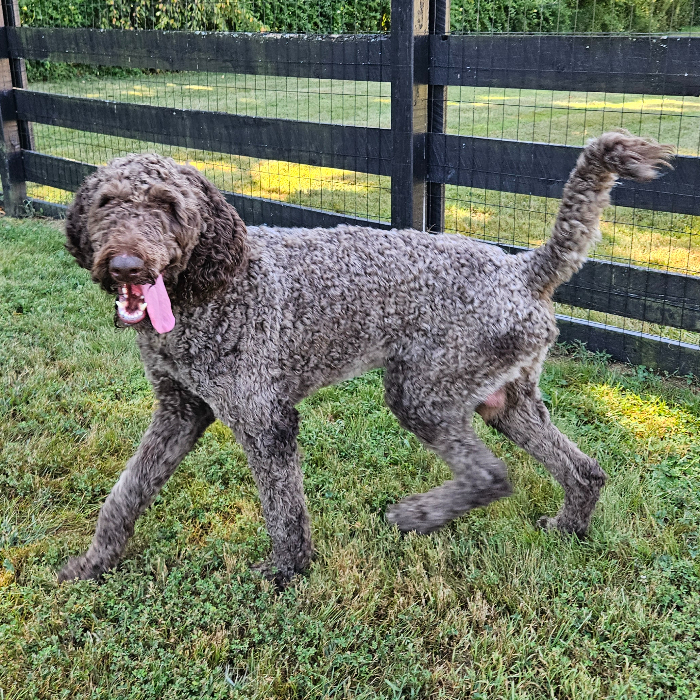 Scooter #6651, an adoptable Goldendoodle in Louisville, KY, 40206 | Photo Image 2