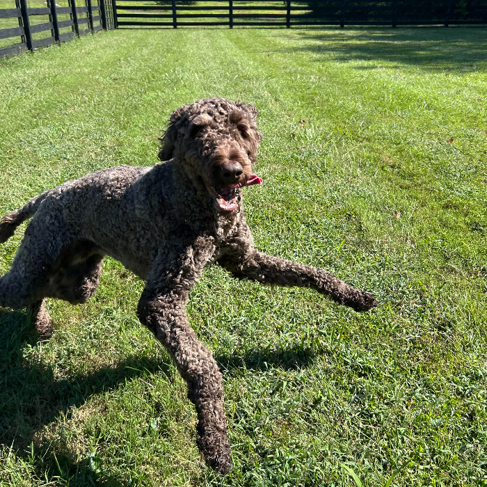 Scooter #6651, an adoptable Goldendoodle in Louisville, KY, 40206 | Photo Image 3