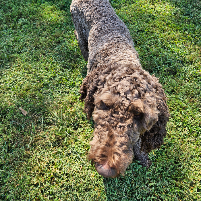 Scooter #6651, an adoptable Goldendoodle in Louisville, KY, 40206 | Photo Image 4