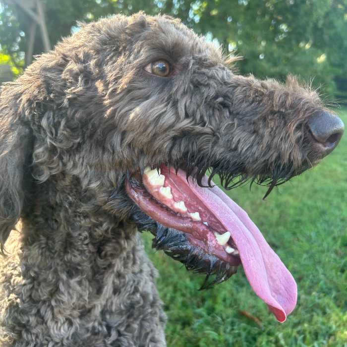 Scooter #6651, an adoptable Goldendoodle in Louisville, KY, 40206 | Photo Image 5