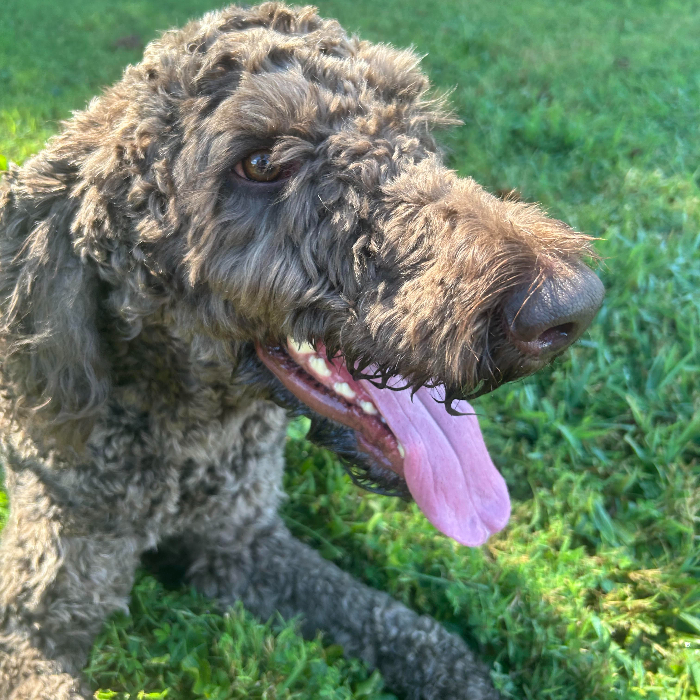 Scooter #6651, an adoptable Goldendoodle in Louisville, KY, 40206 | Photo Image 6