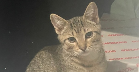 JiJi