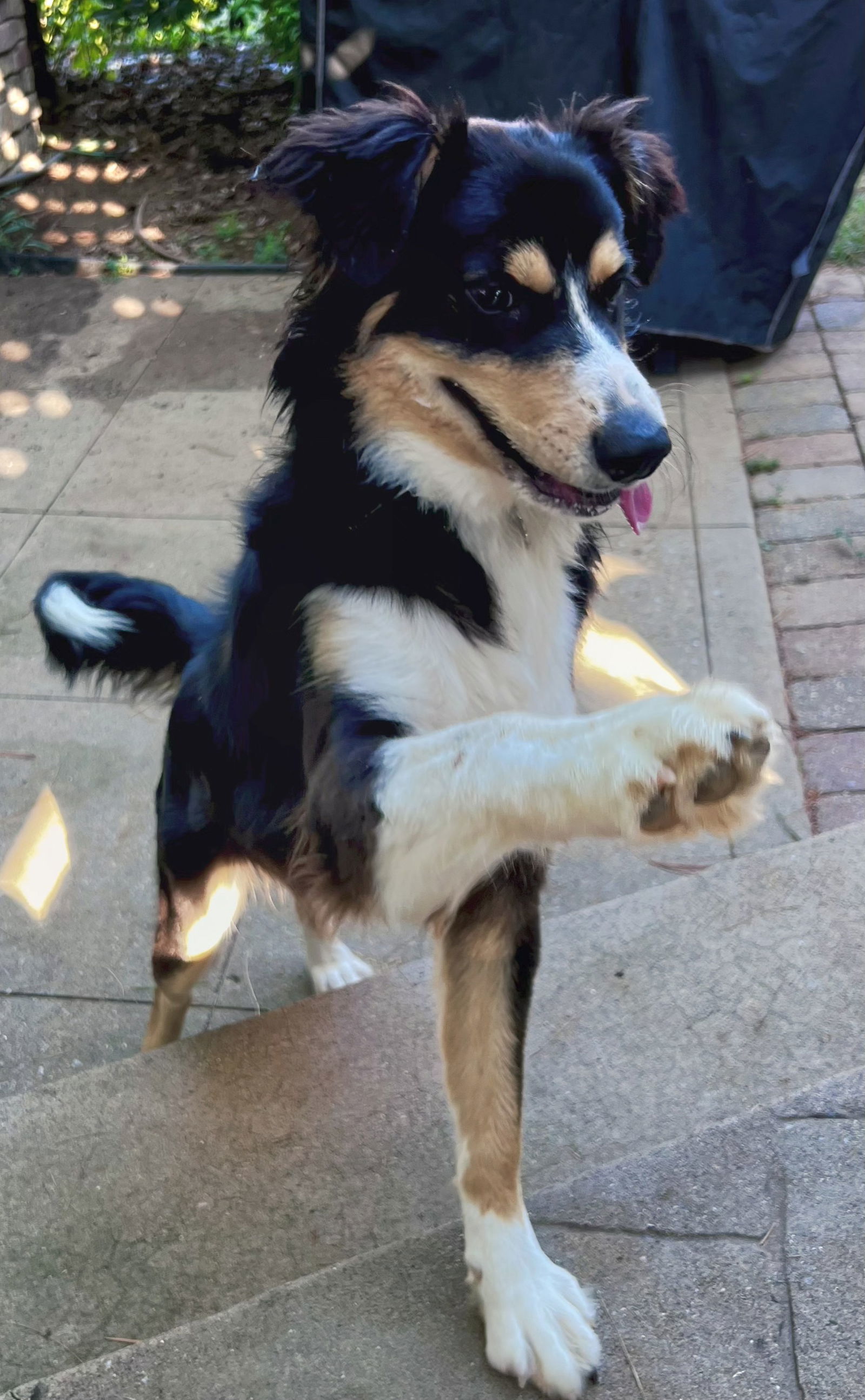 PUPPY GUS