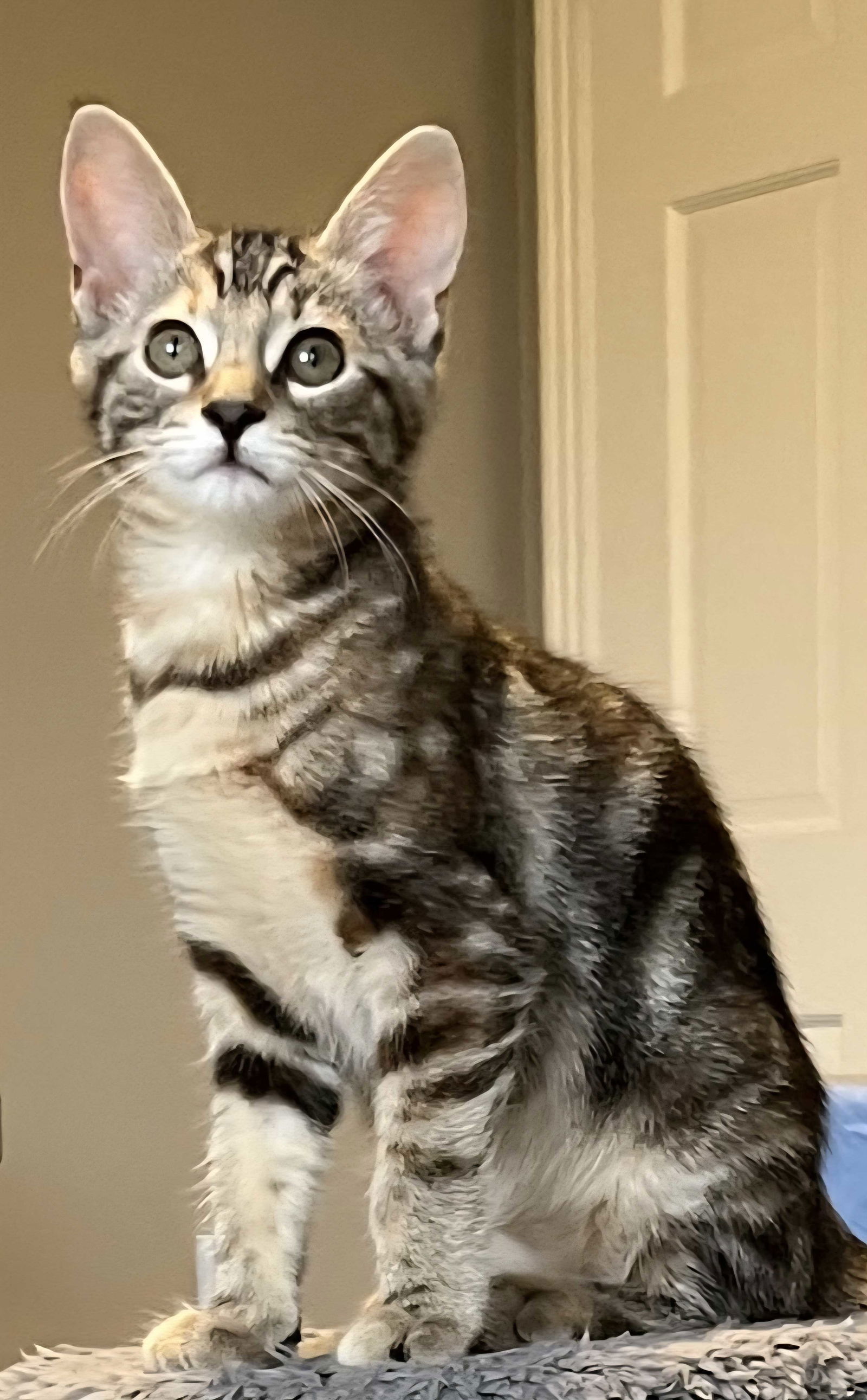 KITTEN SERENA