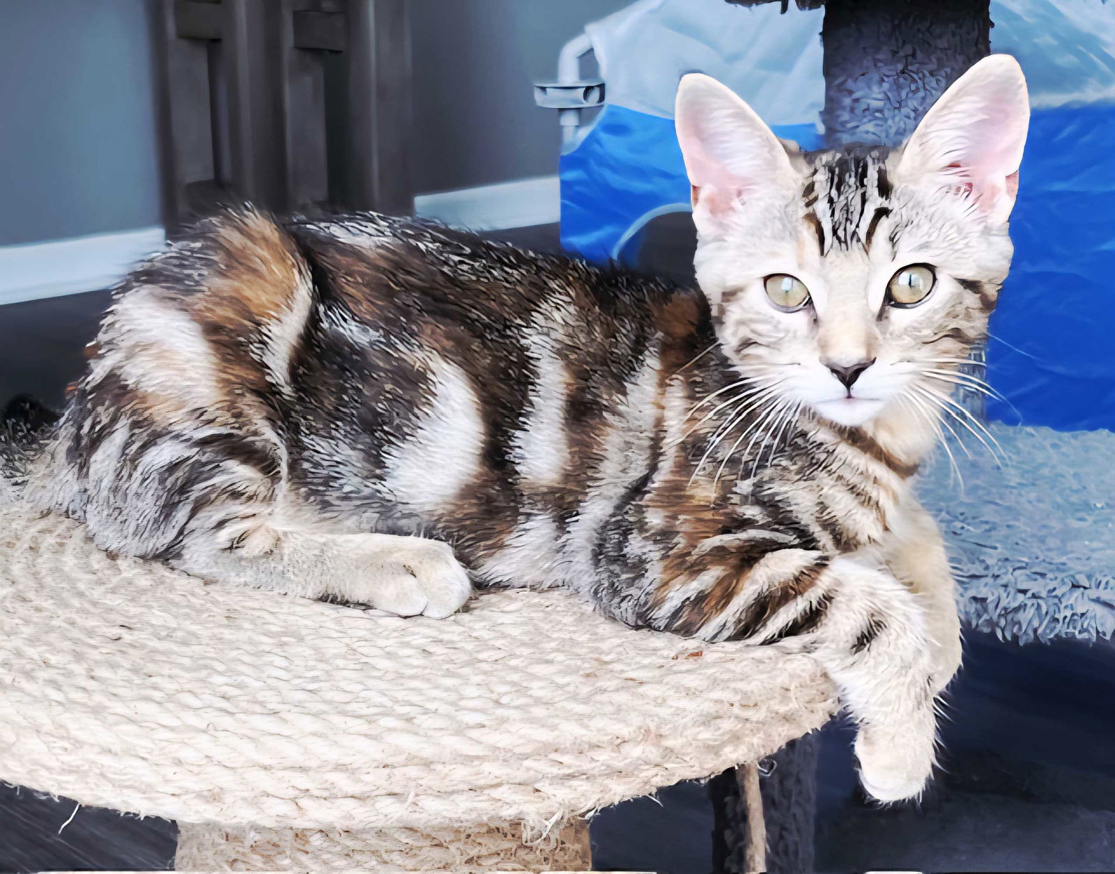 KITTEN SERENA