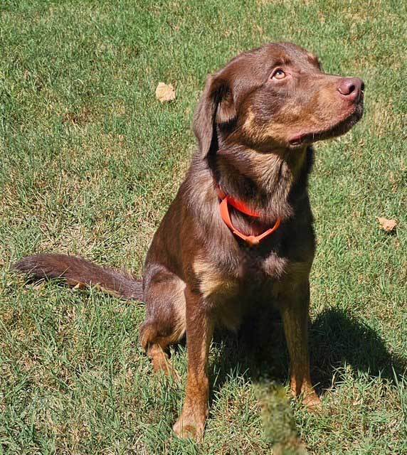RIGGS