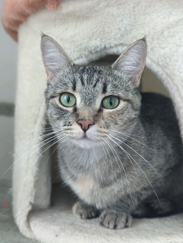 Checkers, an adoptable Domestic Short Hair in Fort collins, CO, 80526 | Photo Image 1