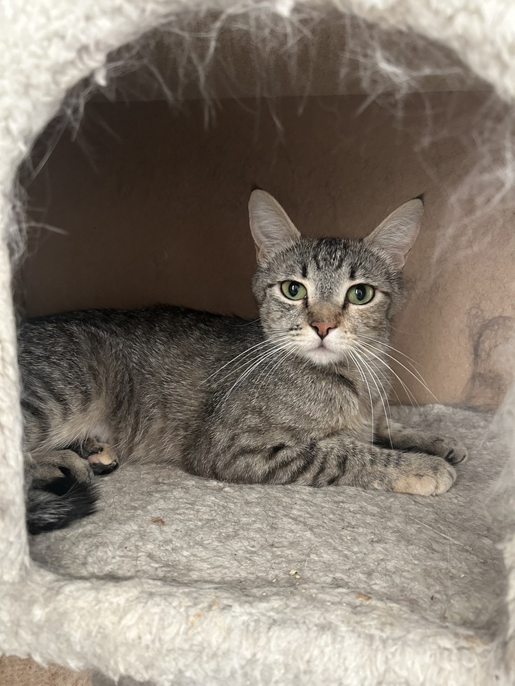 Checkers, an adoptable Domestic Short Hair in Fort collins, CO, 80526 | Photo Image 2