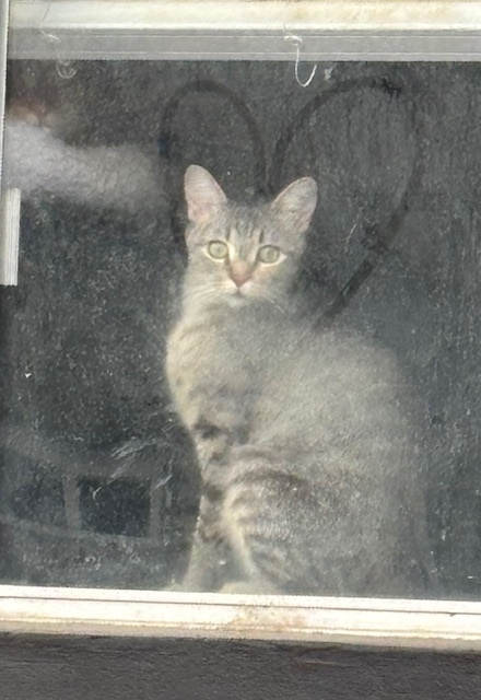 Checkers, an adoptable Domestic Short Hair in Fort collins, CO, 80526 | Photo Image 3