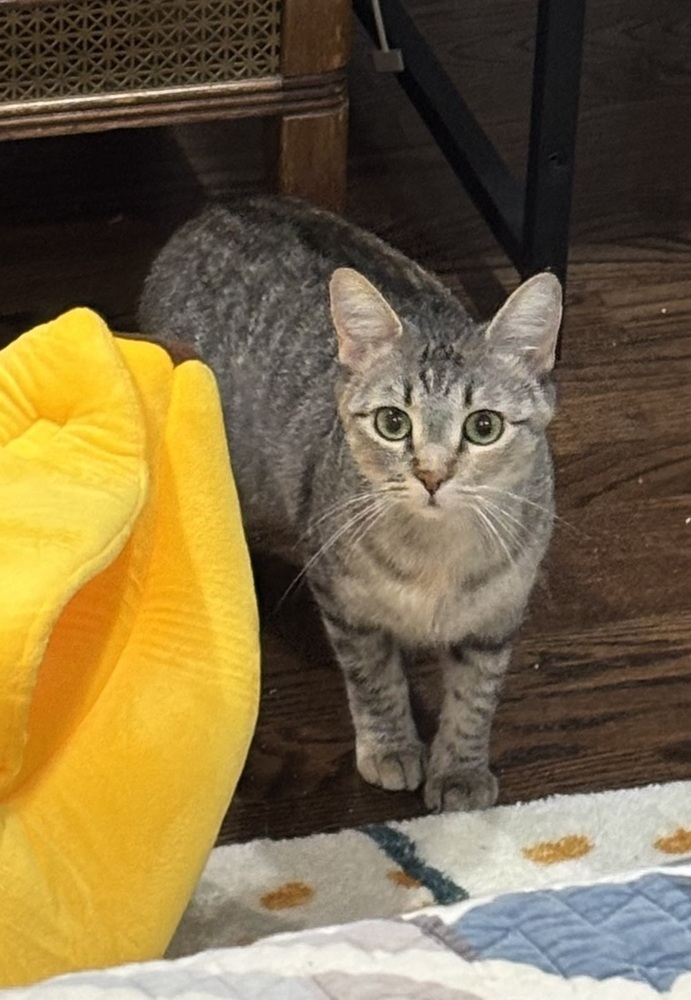 Checkers, an adoptable Domestic Short Hair in Fort collins, CO, 80526 | Photo Image 4