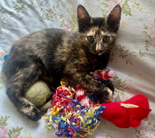 Galaxia Moonbeam, an adoptable Domestic Medium Hair in Fort Lupton, CO, 80621 | Photo Image 1