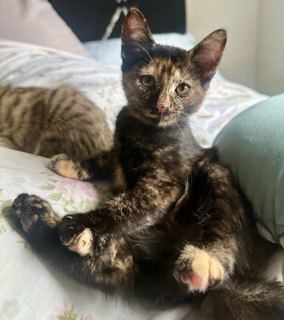 Galaxia Moonbeam, an adoptable Domestic Medium Hair in Fort Lupton, CO, 80621 | Photo Image 2