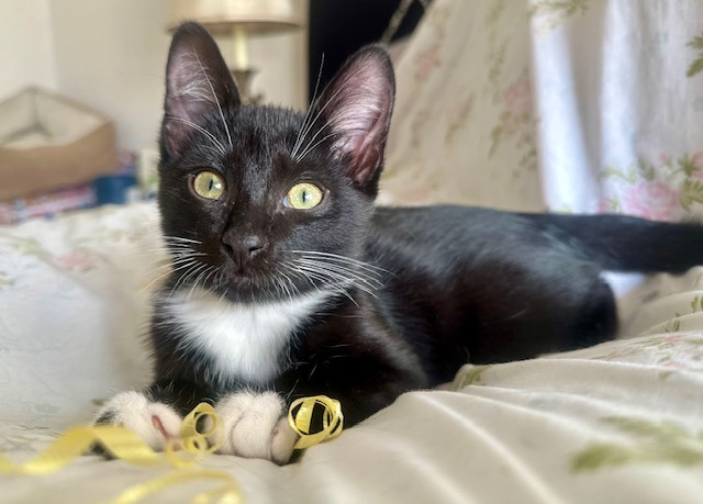 Hotblack Desiato, an adoptable Domestic Medium Hair in Fort Lupton, CO, 80621 | Photo Image 1