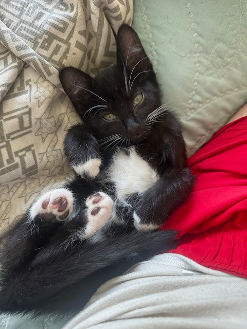 Hotblack Desiato, an adoptable Domestic Medium Hair in Fort Lupton, CO, 80621 | Photo Image 2