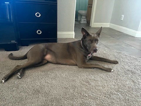 MARGO