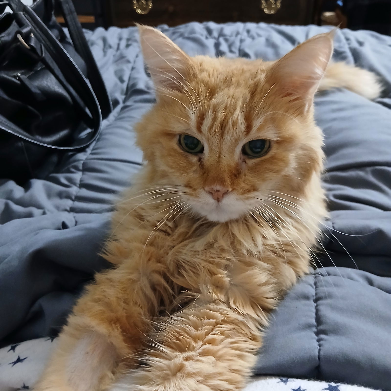 Bart