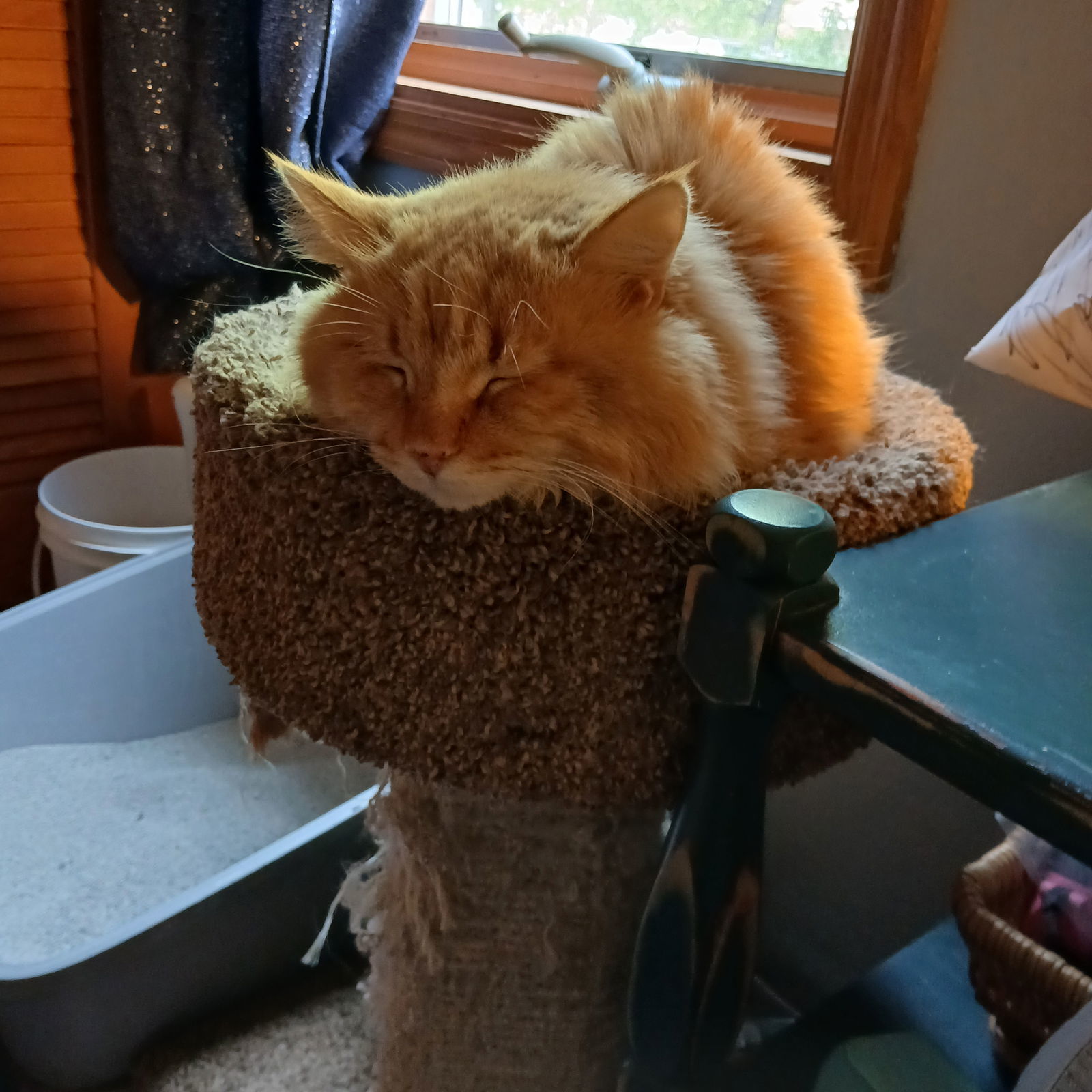 Bart