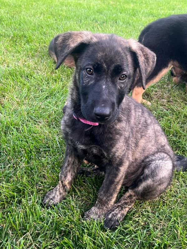 Penelope
