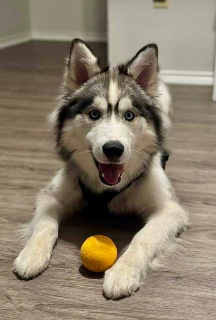 Milo *Foster Needed*