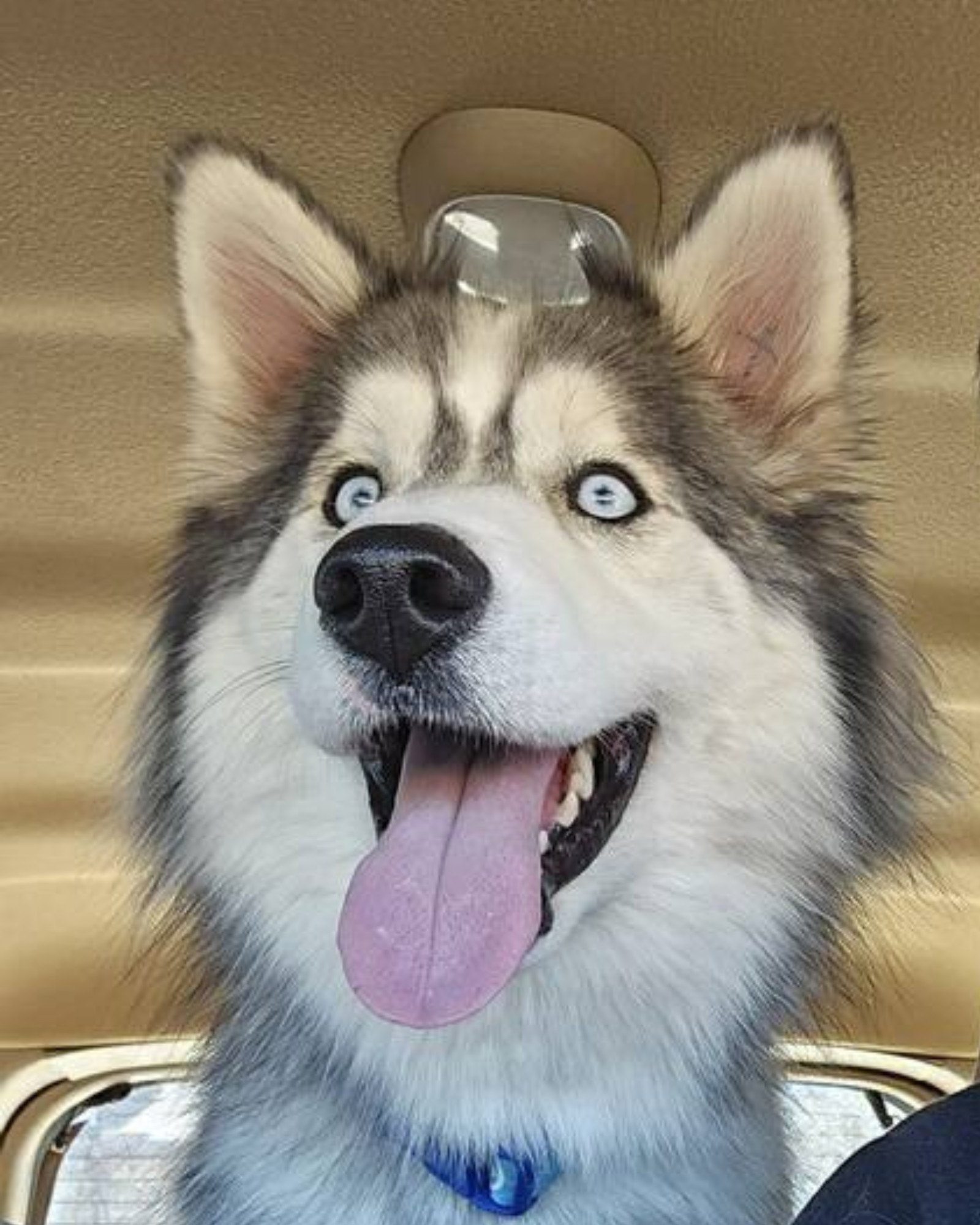 Milo *Foster Needed*
