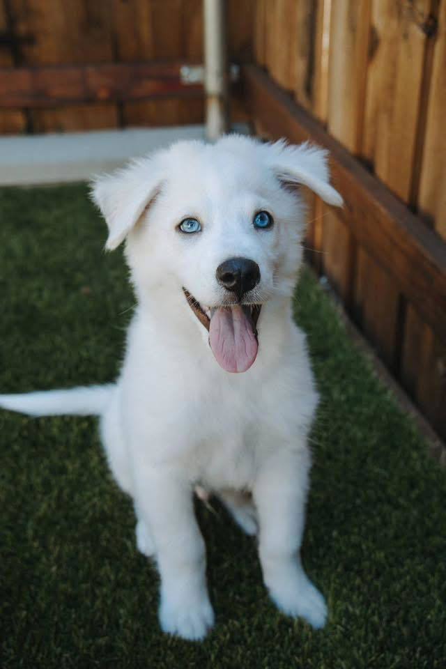 Archie