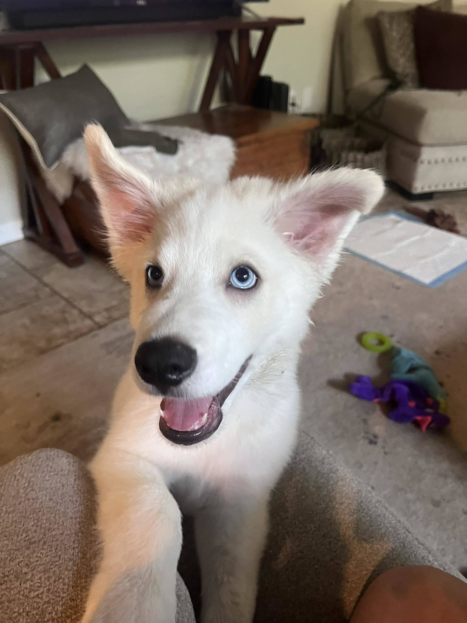 Archie