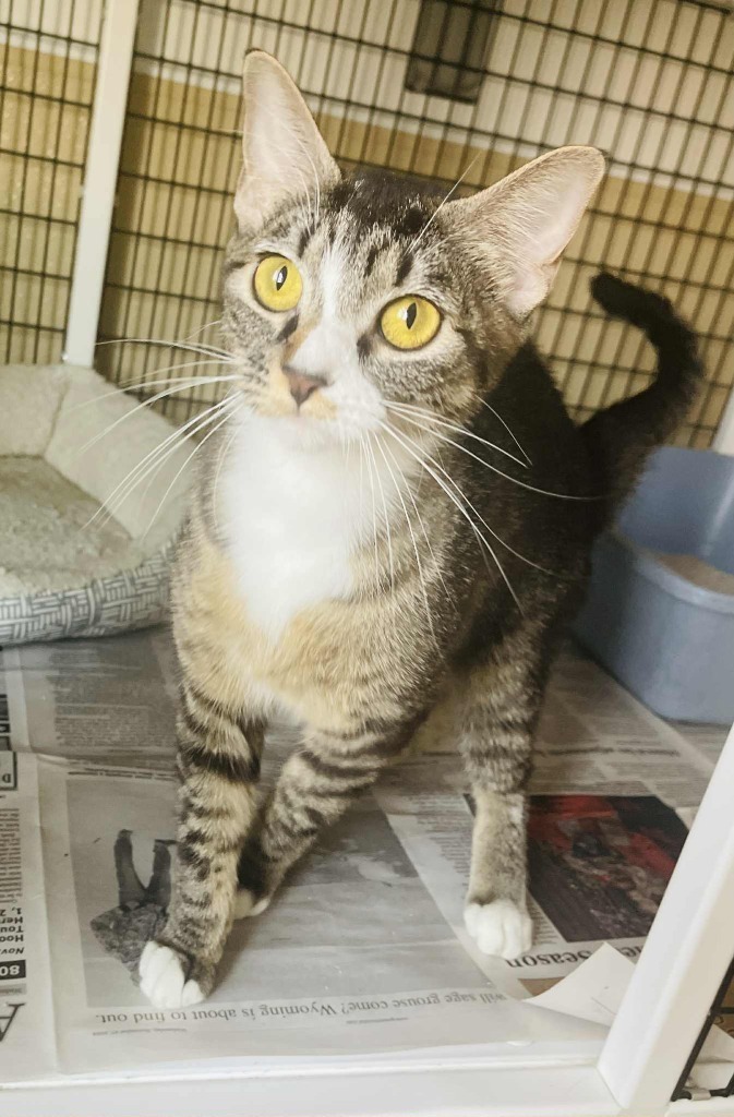 Miko, an adoptable Domestic Medium Hair in Green River, WY, 82935 | Photo Image 1