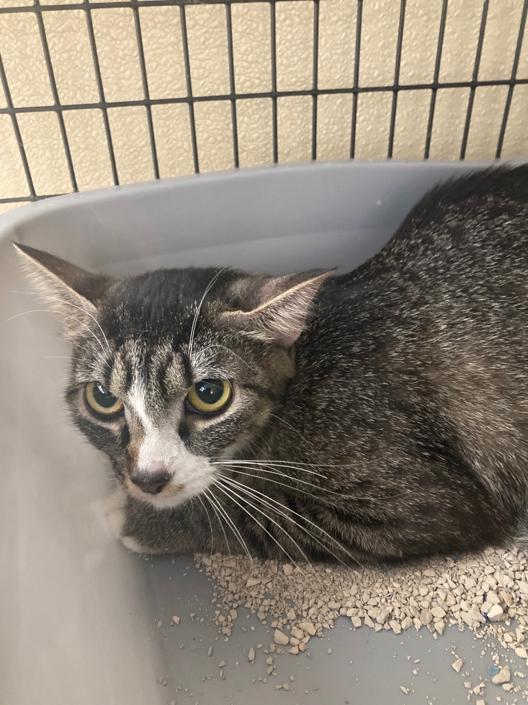 Miko, an adoptable Domestic Medium Hair in Green River, WY, 82935 | Photo Image 2
