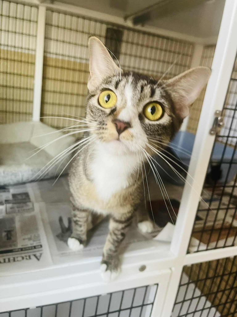 Miko